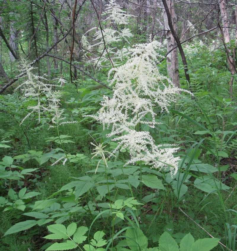 Image of Aruncus dioicus specimen.