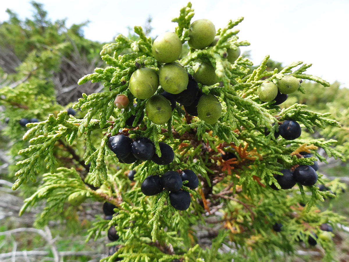 Изображение особи Juniperus pseudosabina.