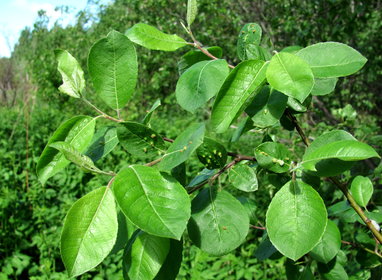 Image of Salix myrsinifolia specimen.