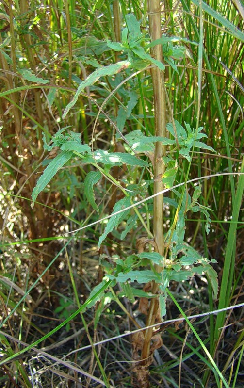 Image of Epilobium tetragonum specimen.