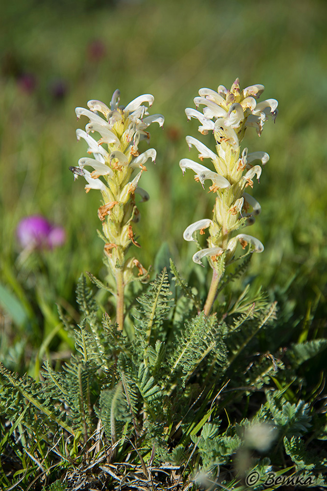 Изображение особи Pedicularis achilleifolia.