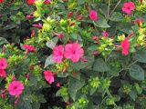 Mirabilis jalapa