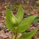 Helleborus caucasicus. Верхушка побега с бутоном. Краснодарский край, Абинский р-н, окр. станицы Шапсугская, дубовый лес. 08.03.2014.