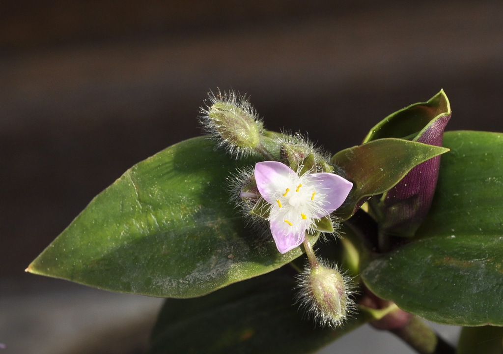 Изображение особи Tradescantia cerinthoides.