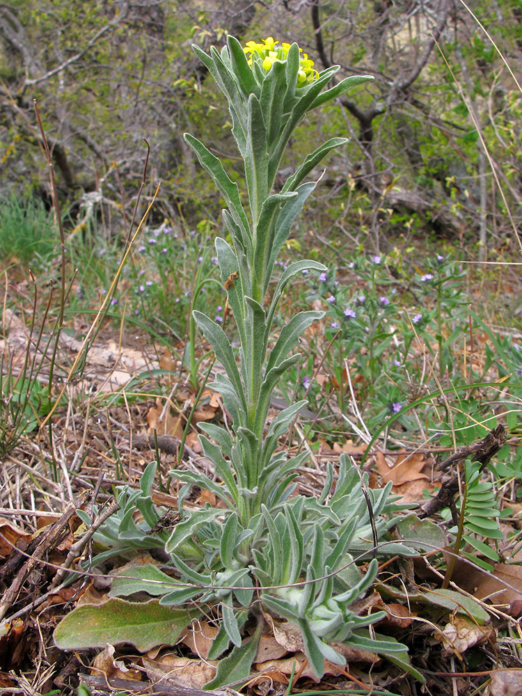 Image of Fibigia eriocarpa specimen.