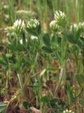 Trifolium leucanthum