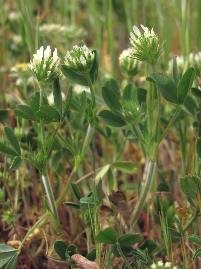 Image of Trifolium leucanthum specimen.