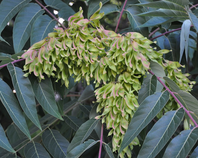 Изображение особи Ailanthus altissima.