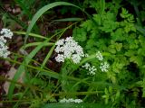 Aegopodium alpestre