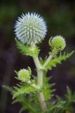 Echinops sphaerocephalus