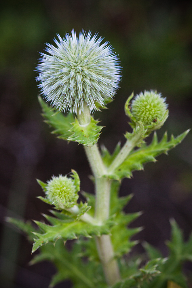 Image of Echinops sphaerocephalus specimen.