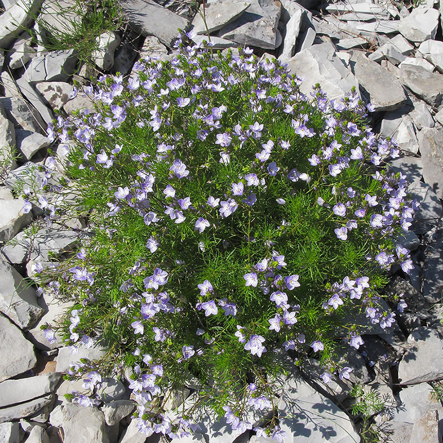 Image of Veronica filifolia specimen.