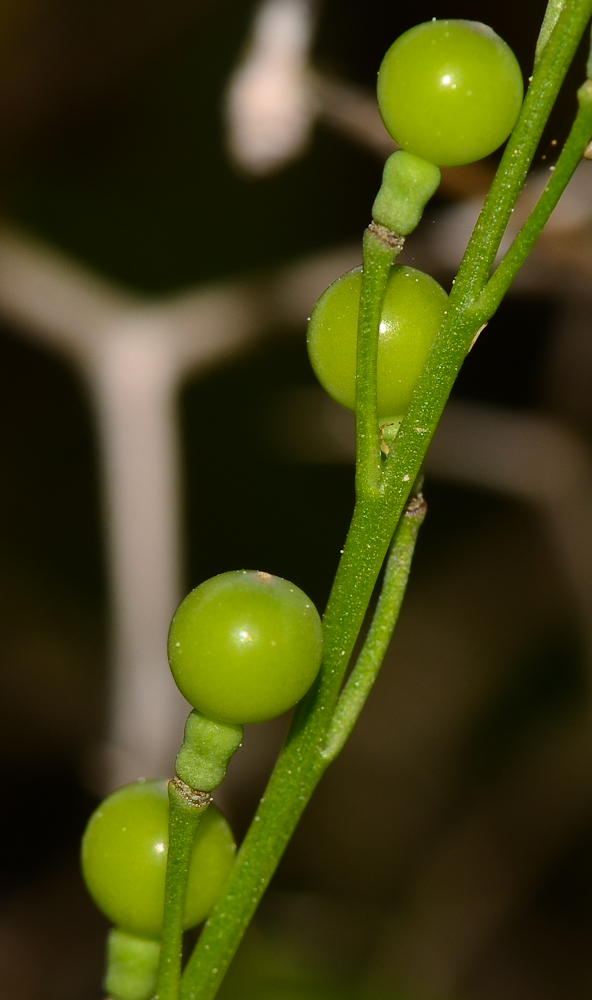 Image of Crambe hispanica specimen.
