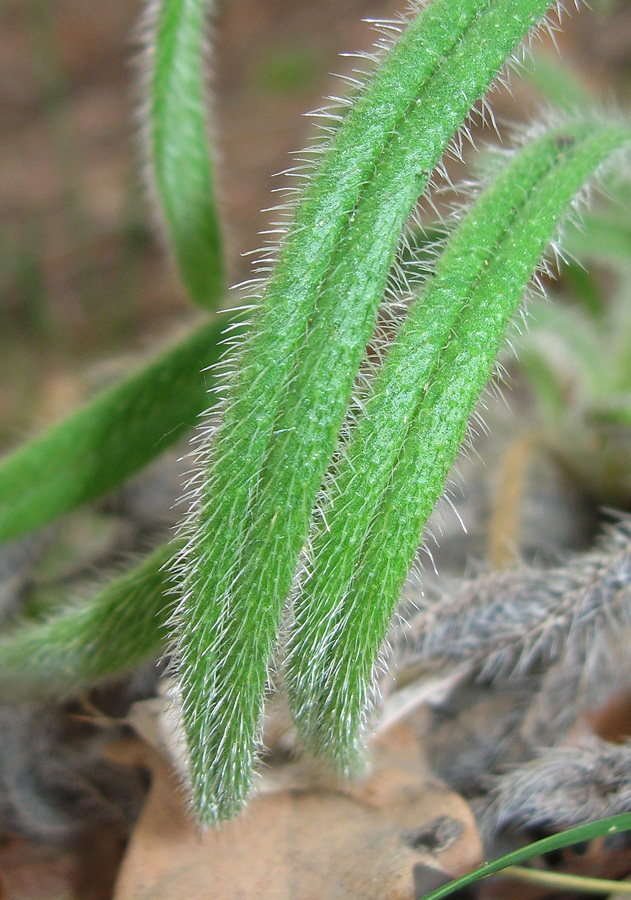 Изображение особи Onosma visianii.