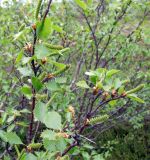 Betula czerepanovii