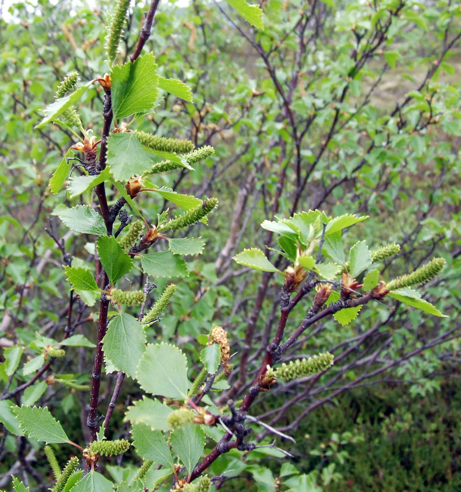 Image of Betula czerepanovii specimen.