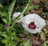 Papaver orientale. Верхняя часть побега с цветком и невызревшим плодом ('Royal Wedding'). Германия, г. Дюссельдорф, Ботанический сад университета. 02.06.2014.