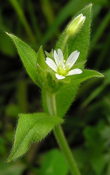 Image of Cerastium holosteoides specimen.