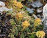 Saxifraga unifoveolata