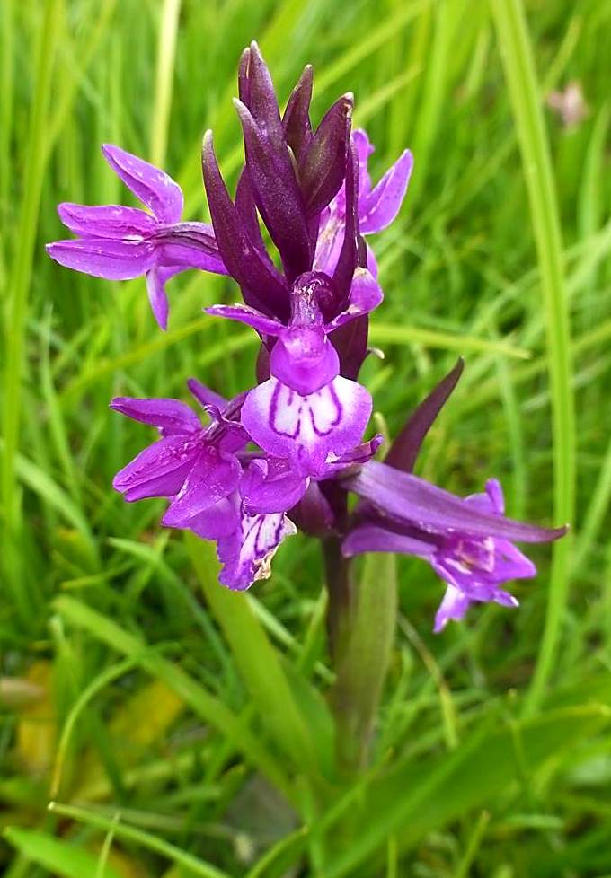 Image of Dactylorhiza umbrosa specimen.