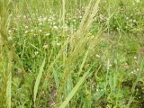 Agrostis gigantea
