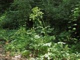 Heracleum sibiricum. Цветущее и плодоносящее растение. Узбекистан, г. Ташкент, Ботанический сад им. Ф.Н. Русанова. 09.08.2008.