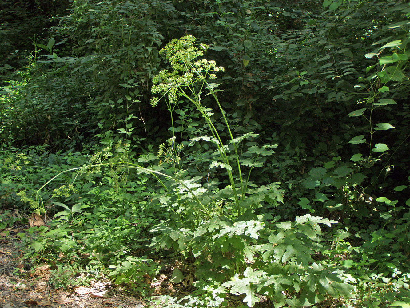 Изображение особи Heracleum sibiricum.