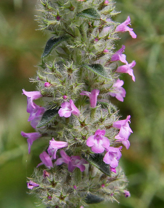 Image of Micromeria nervosa specimen.