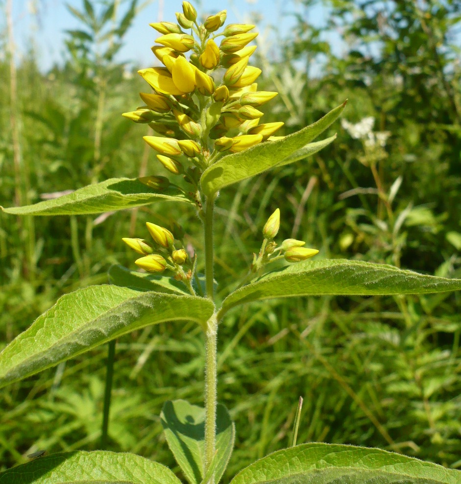 Image of Lysimachia vulgaris specimen.