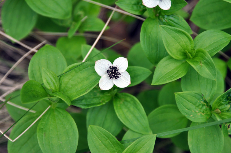 Изображение особи Chamaepericlymenum suecicum.