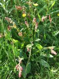 Rumex acetosa. Плодоносящее растение. Кольский п-ов, Восточный Мурман, пос. Дальние Зеленцы. 21.07.2009.