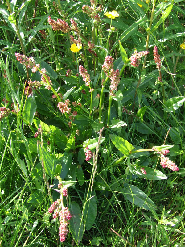 Image of Rumex acetosa specimen.
