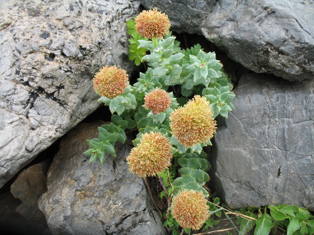 Изображение особи Rhodiola heterodonta.