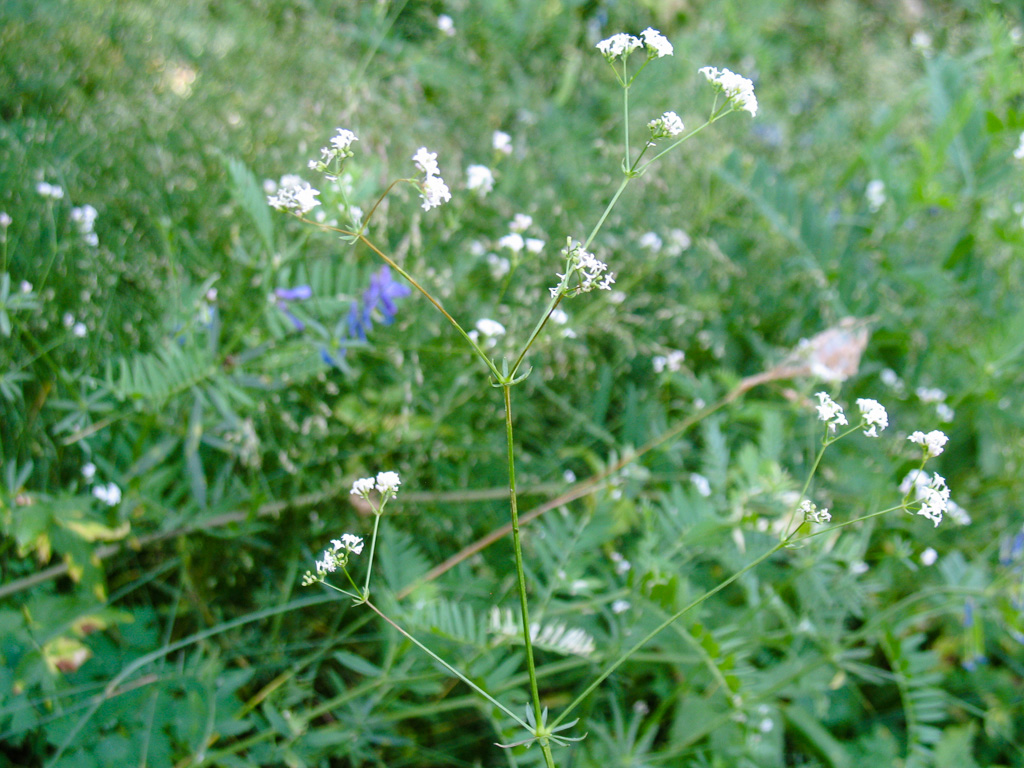 Изображение особи Galium octonarium.