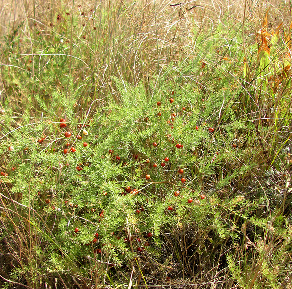 Image of Asparagus officinalis specimen.