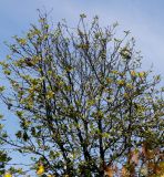 Sorbus mougeotii