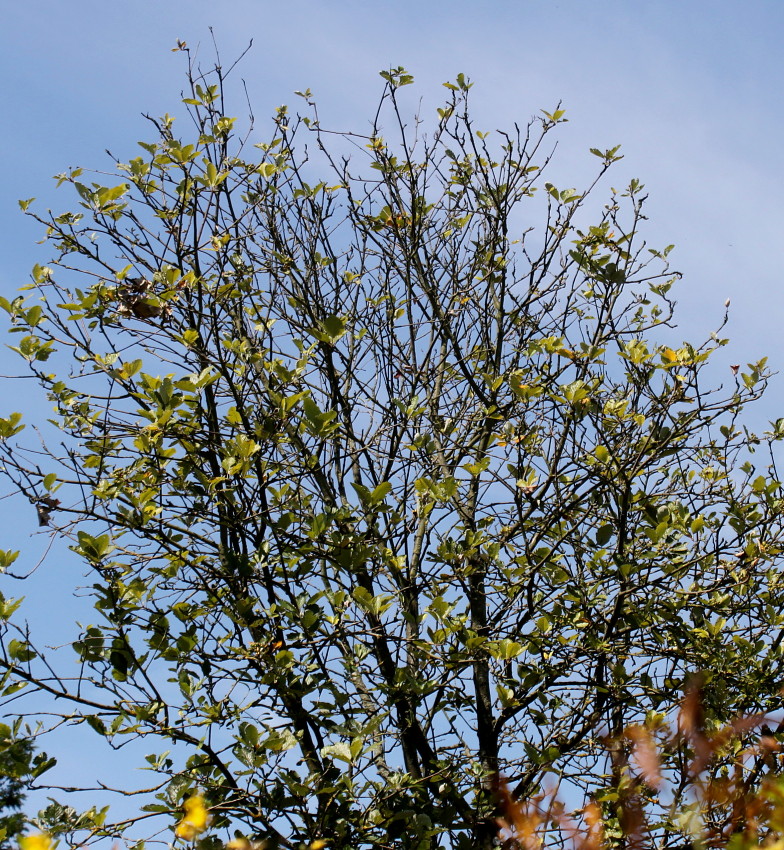 Изображение особи Sorbus mougeotii.