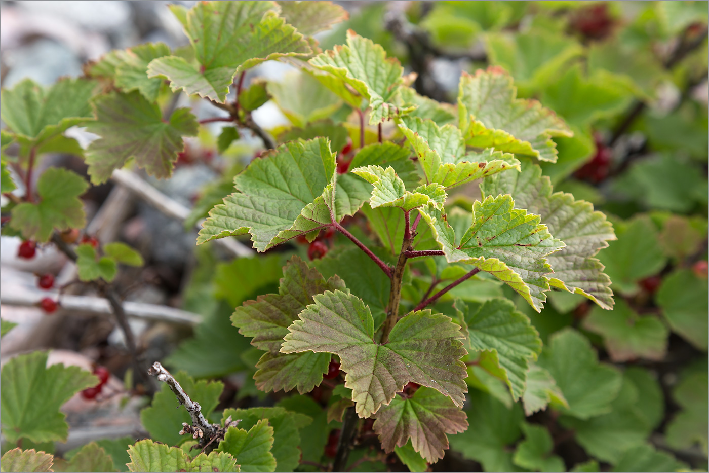 Image of Ribes glabrum specimen.