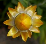 Xerochrysum bracteatum. Распускающееся соцветие. Германия, г. Крефельд, Ботанический сад. 06.09.2014.