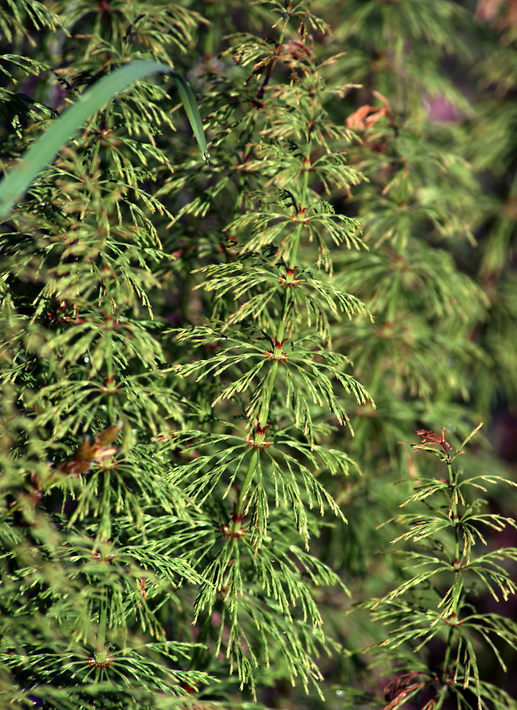 Image of Equisetum sylvaticum specimen.