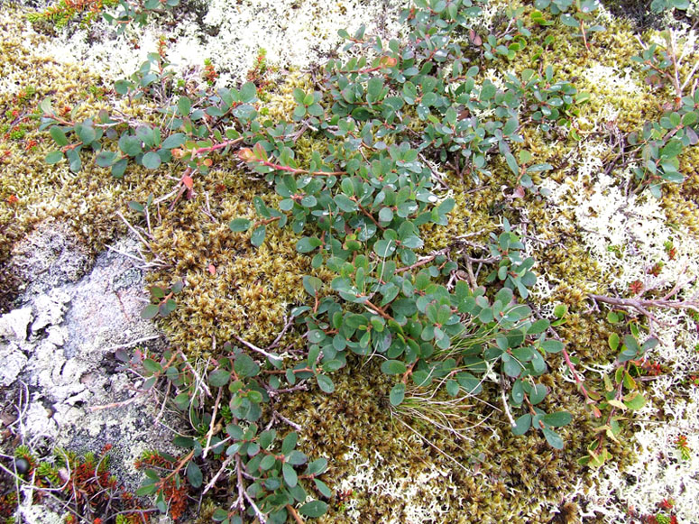 Image of Vaccinium uliginosum ssp. microphyllum specimen.