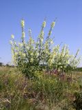 Alcea rugosa