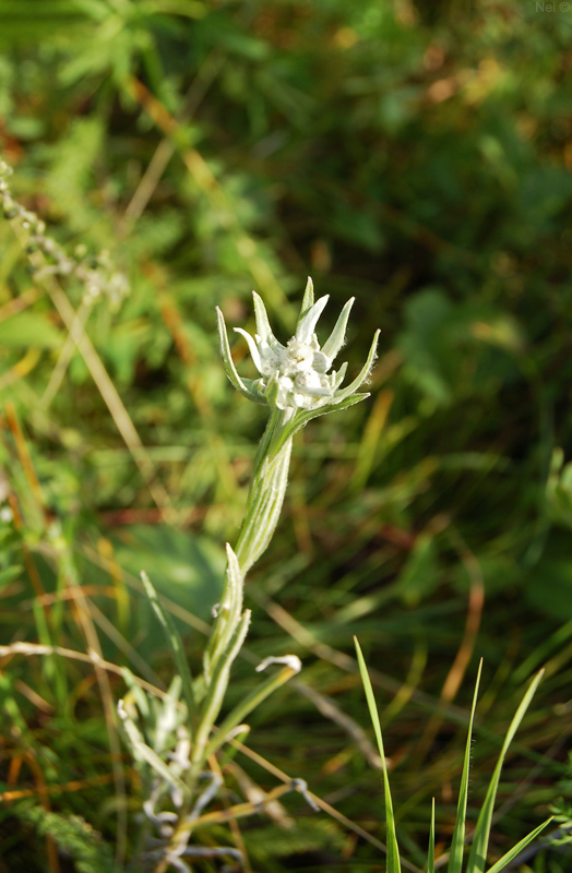 Image of Leontopodium fedtschenkoanum specimen.