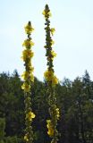 Verbascum phlomoides