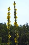 Verbascum phlomoides. Часть соцветия. Республика Алтай, Чемальский р-н, правый берег р. Куюм, южный степной склон. 28.08.2008.