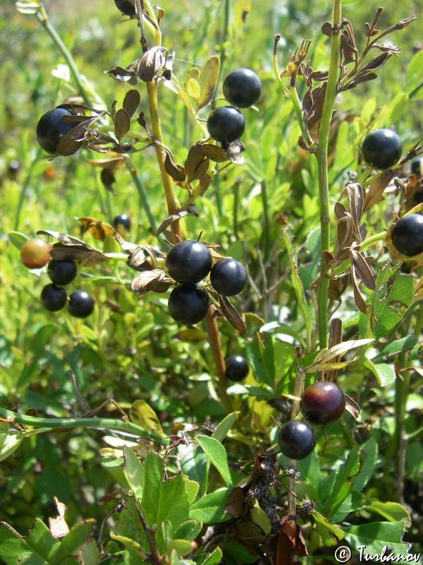 Изображение особи Jasminum fruticans.