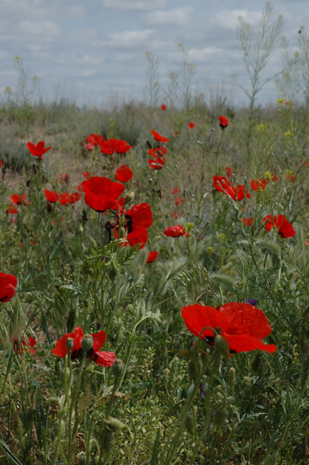 Image of Papaver pavoninum specimen.