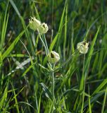 Melandrium latifolium