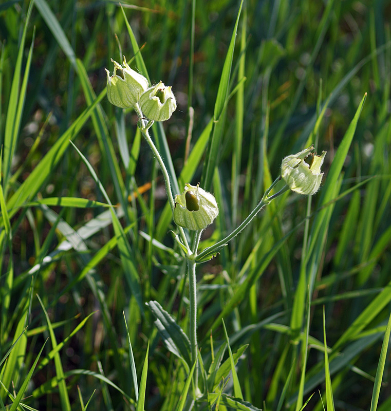 Изображение особи Melandrium latifolium.