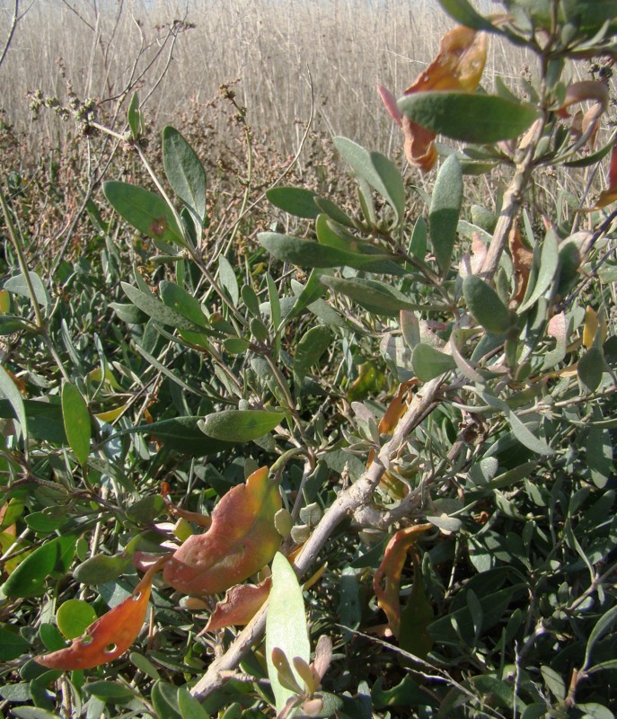 Изображение особи Halimione verrucifera.